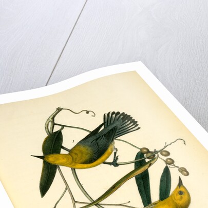 Prothonotary Swamp-Warbler by John James Audubon