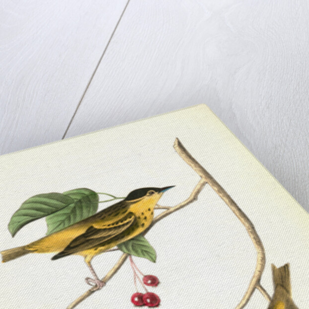 Carbonated Swamp-Warbler. Males. (May-bush or Service. Pyrus Botryapium.) by John James Audubon