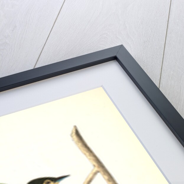 Carbonated Swamp-Warbler. Males. (May-bush or Service. Pyrus Botryapium.) by John James Audubon