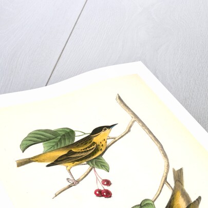 Carbonated Swamp-Warbler. Males. (May-bush or Service. Pyrus Botryapium.) by John James Audubon