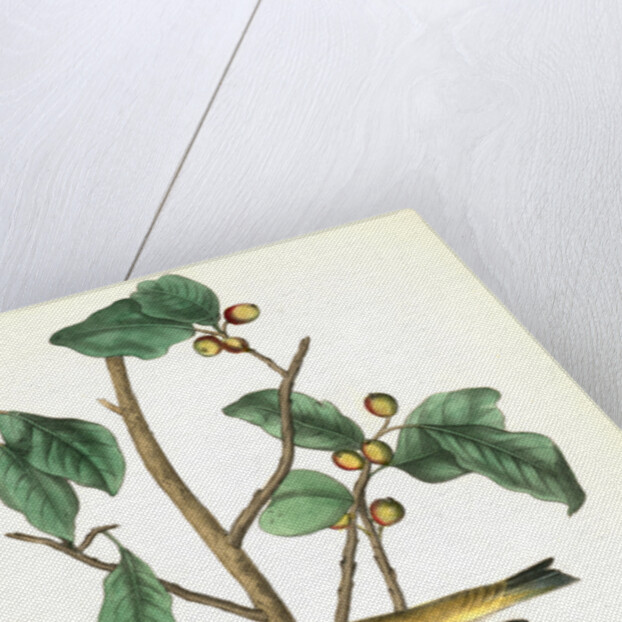 Tennessee Swamp-Warbler. Male. (Ilex laxyflora.) by John James Audubon