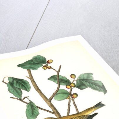 Tennessee Swamp-Warbler. Male. (Ilex laxyflora.) by John James Audubon