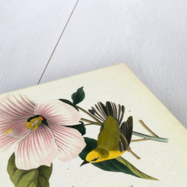 Blue-winged Yellow Swamp-Warbler by John James Audubon