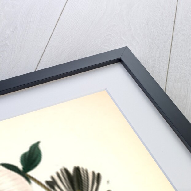 Blue-winged Yellow Swamp-Warbler by John James Audubon