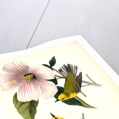 Blue-winged Yellow Swamp-Warbler by John James Audubon
