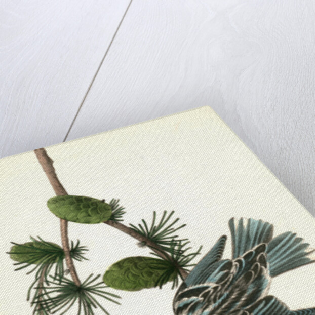 Black-and-white Creeping-Warbler. Male. (Black Larch. Pinus pendula.) by John James Audubon