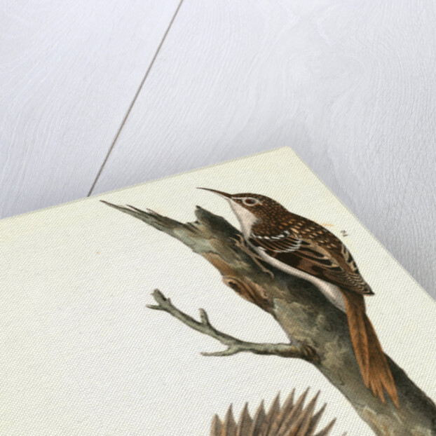 Brown Tree-creeper by John James Audubon