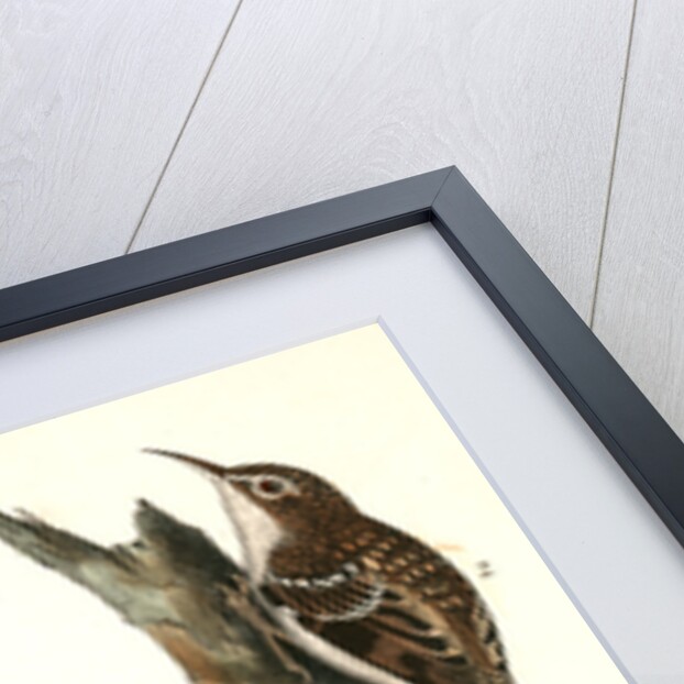 Brown Tree-creeper by John James Audubon