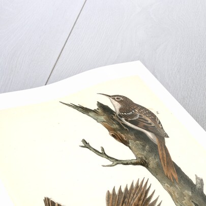 Brown Tree-creeper by John James Audubon