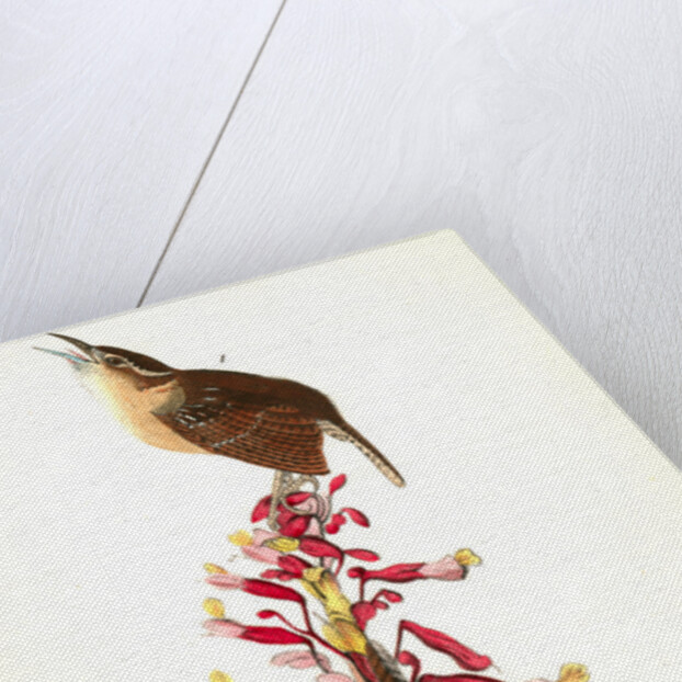 Great Carolina Wren by John James Audubon