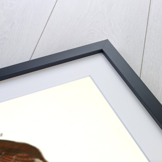 Great Carolina Wren by John James Audubon