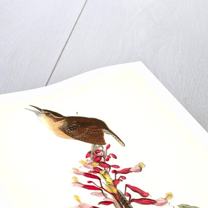 Great Carolina Wren by John James Audubon
