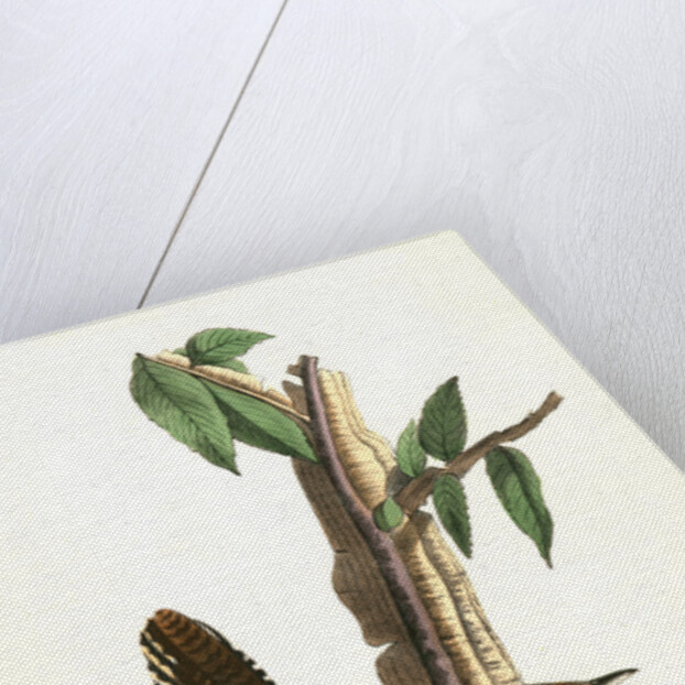 Bewick's Wren. Male. (Iron-wood Tree) by John James Audubon