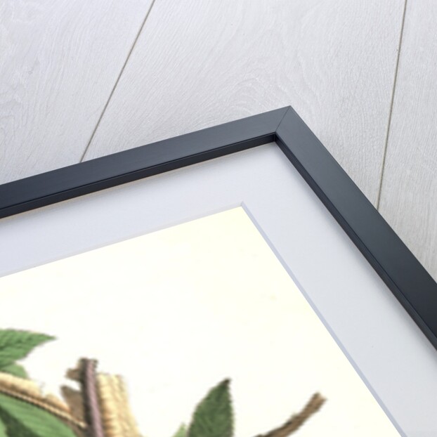 Bewick's Wren. Male. (Iron-wood Tree) by John James Audubon