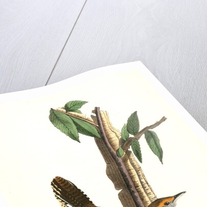 Bewick's Wren. Male. (Iron-wood Tree) by John James Audubon