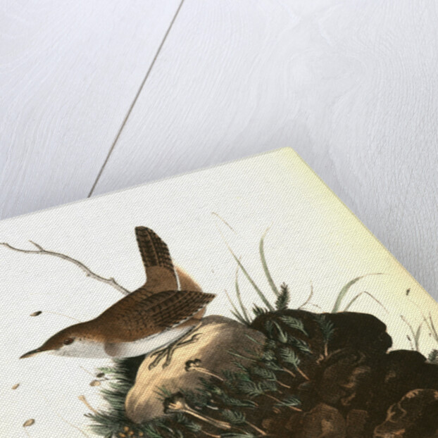 Wood Wren. Male. (Arbutus. Uva-ursi.) by John James Audubon