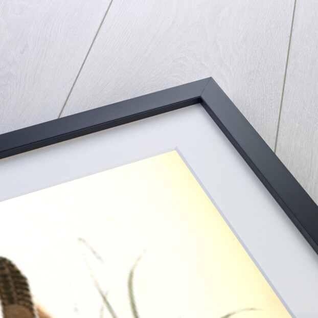 Wood Wren. Male. (Arbutus. Uva-ursi.) by John James Audubon