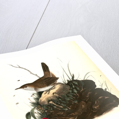 Wood Wren. Male. (Arbutus. Uva-ursi.) by John James Audubon