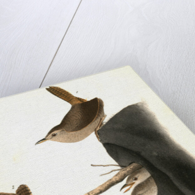 House Wren by John James Audubon