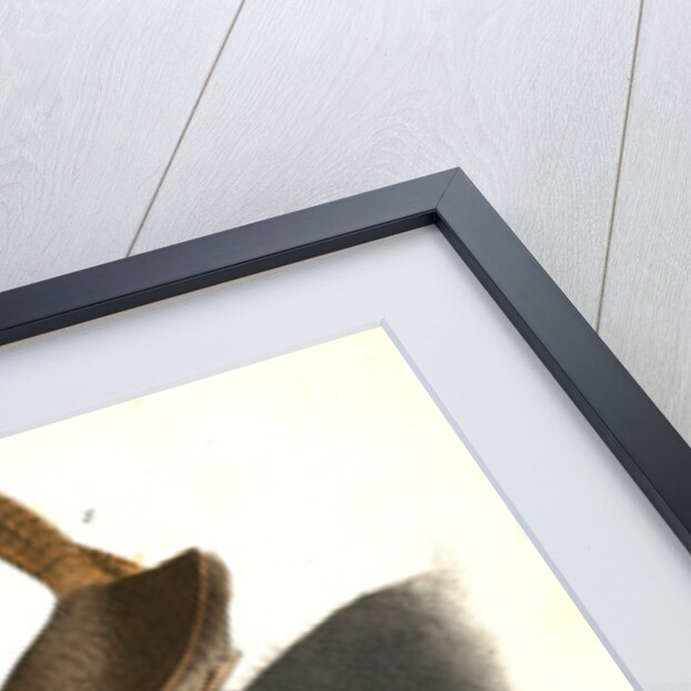 House Wren by John James Audubon