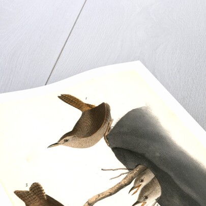 House Wren by John James Audubon