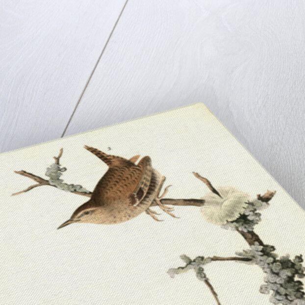 Winter Wren by John James Audubon