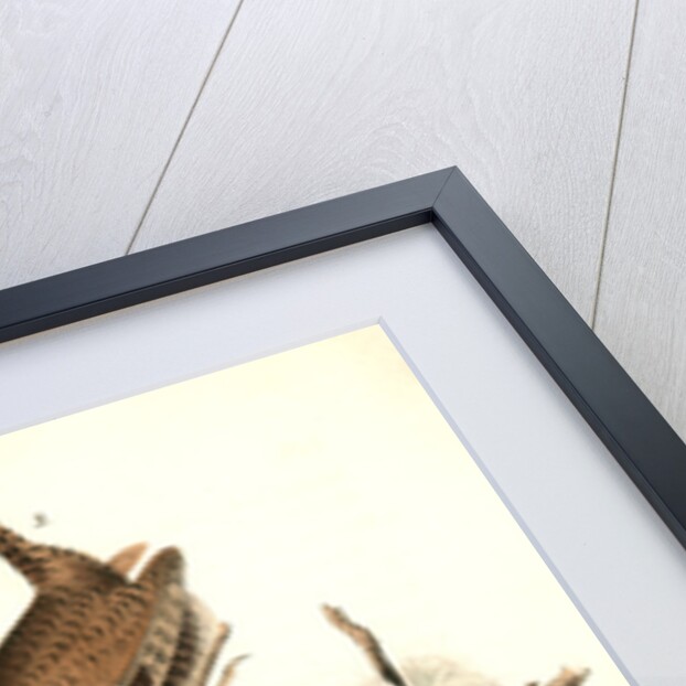 Winter Wren by John James Audubon