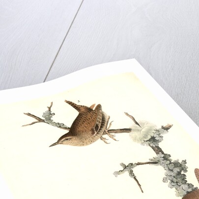 Winter Wren by John James Audubon