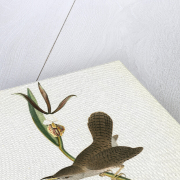 Parkman's Wren. Male. (Pogonia divaricata.) by John James Audubon