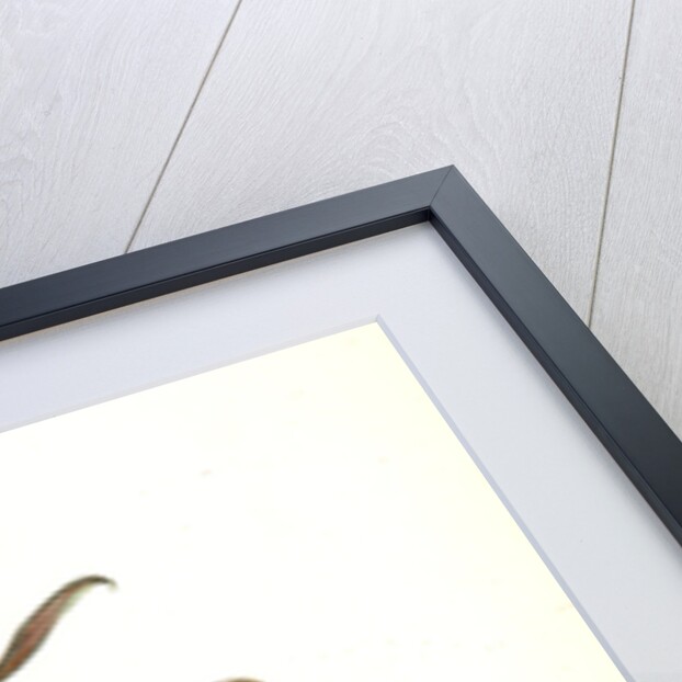 Parkman's Wren. Male. (Pogonia divaricata.) by John James Audubon