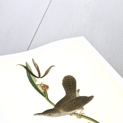 Parkman's Wren. Male. (Pogonia divaricata.) by John James Audubon