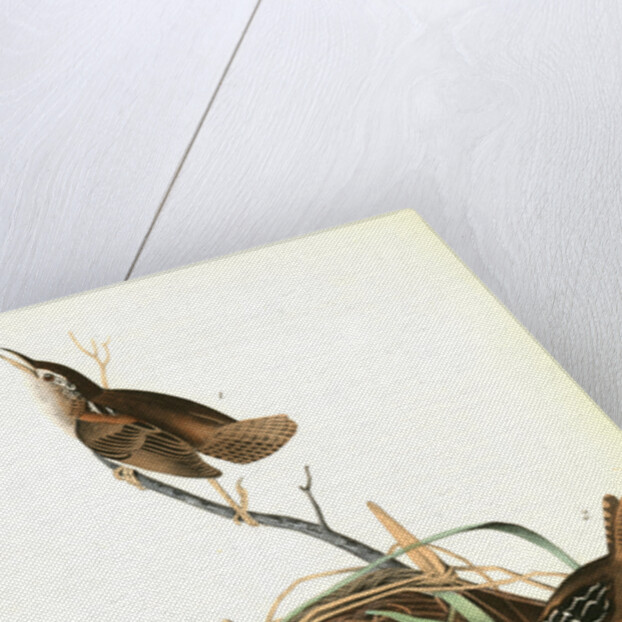 Marsh Wren by John James Audubon