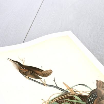 Marsh Wren by John James Audubon