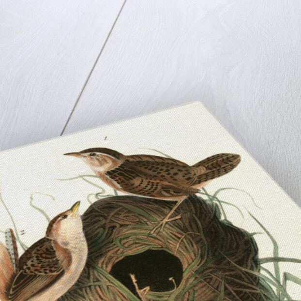 Short-billed Marsh Wren by John James Audubon