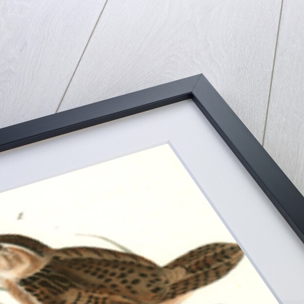 Short-billed Marsh Wren by John James Audubon