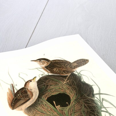 Short-billed Marsh Wren by John James Audubon