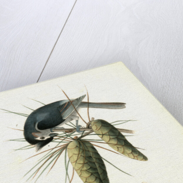 Crested Titmouse by John James Audubon