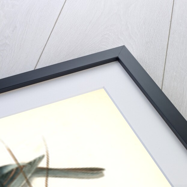 Crested Titmouse by John James Audubon