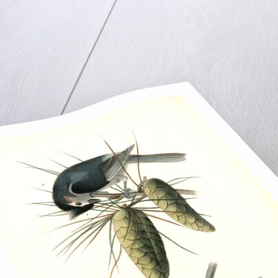 Crested Titmouse by John James Audubon