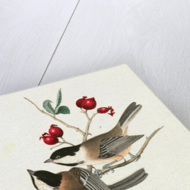 Black-cap Titmouse by John James Audubon