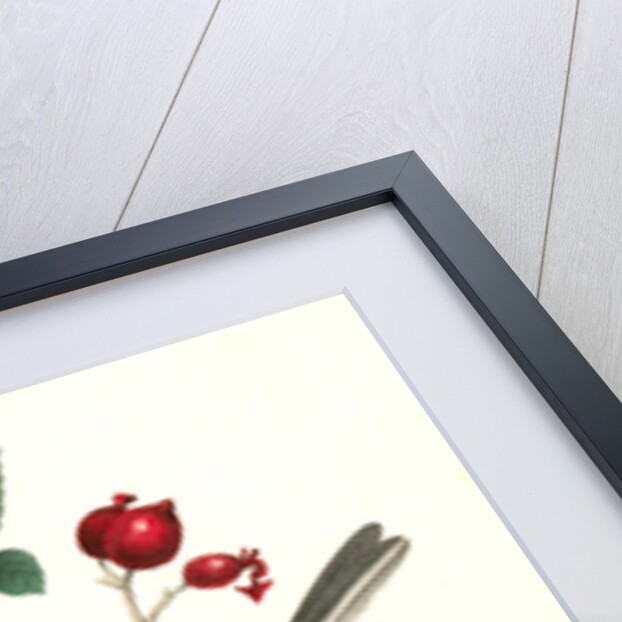 Black-cap Titmouse by John James Audubon