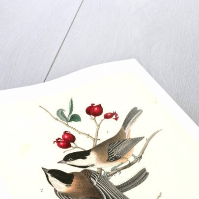 Black-cap Titmouse by John James Audubon