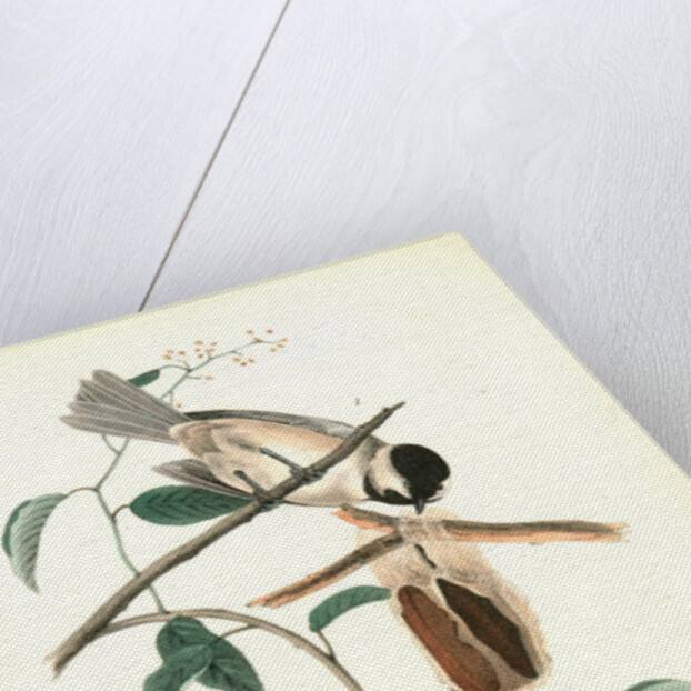 Carolina Titmouse by John James Audubon