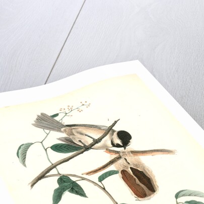 Carolina Titmouse by John James Audubon