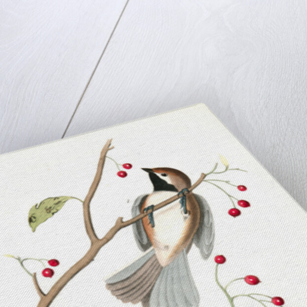 Hudson's Bay Titmouse by John James Audubon