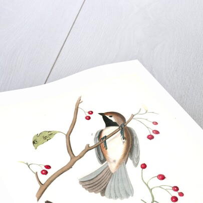 Hudson's Bay Titmouse by John James Audubon