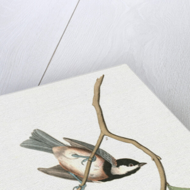 Chesnut-backed Titmouse by John James Audubon