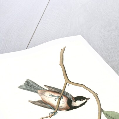 Chesnut-backed Titmouse by John James Audubon