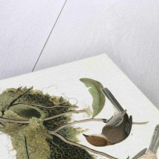 Chesnut-crowned Titmouse by John James Audubon