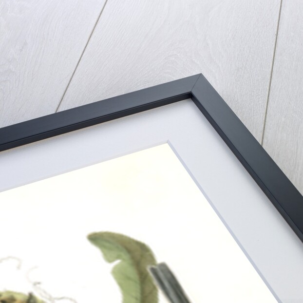 Chesnut-crowned Titmouse by John James Audubon